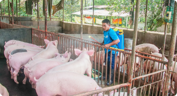 Feeds Swine Disinfection