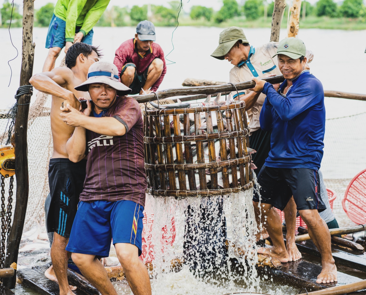 Men working together in harvesting fish