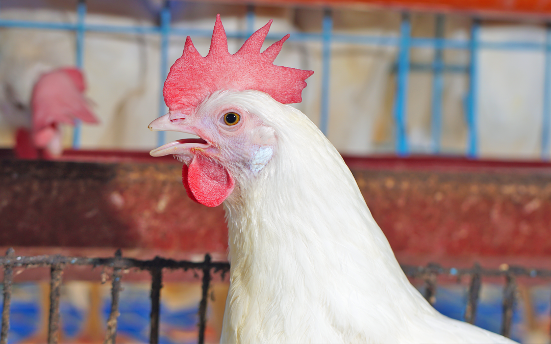 Poultry Farming: Taking the First Steps