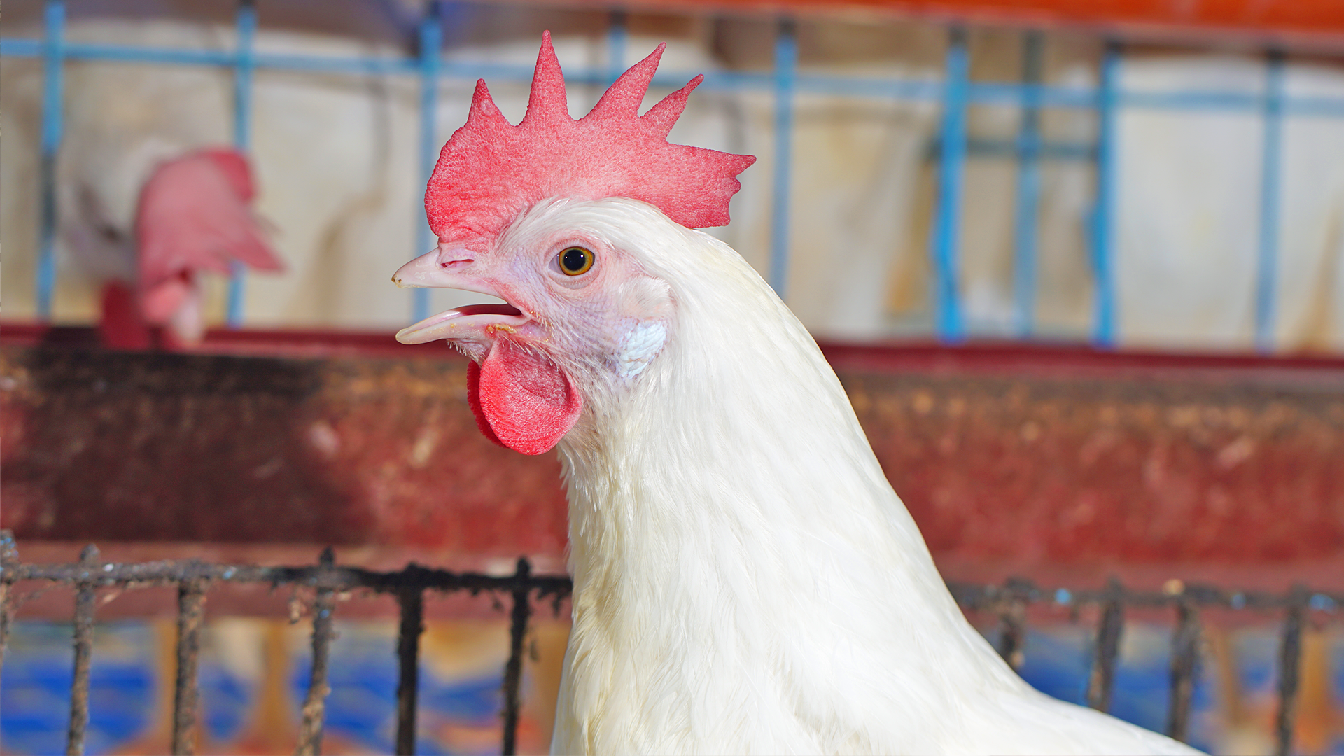 Poultry Farming: Taking the First Steps - Pilmico