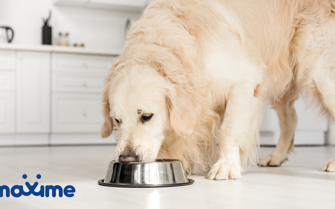 What Should You Feed Your Dog?