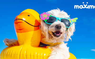 5 Tips to Get Your Dog Cool & Safe this Summer