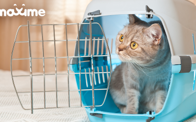 Cat Care 101: Your Essential Checklist Before Bringing a Cat Home