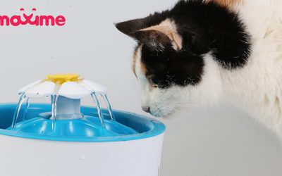 6 Ways to Keep Your Felines Well-Hydrated