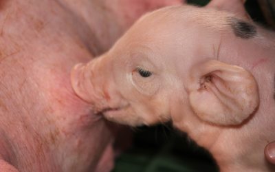 How to Raise Hogs from Farm to Table: A Guide for Commercial Hog Farmers