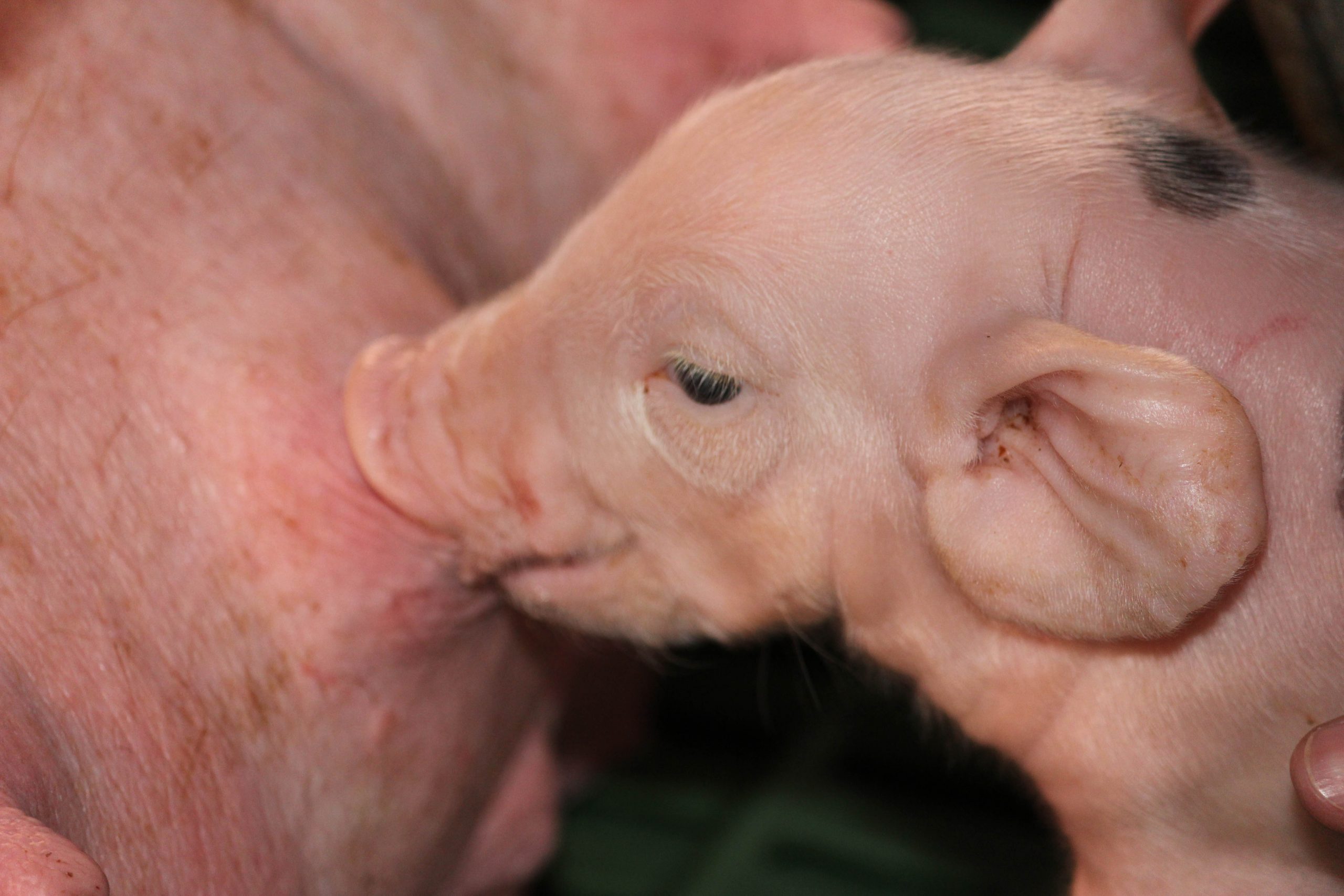 Swine Farm