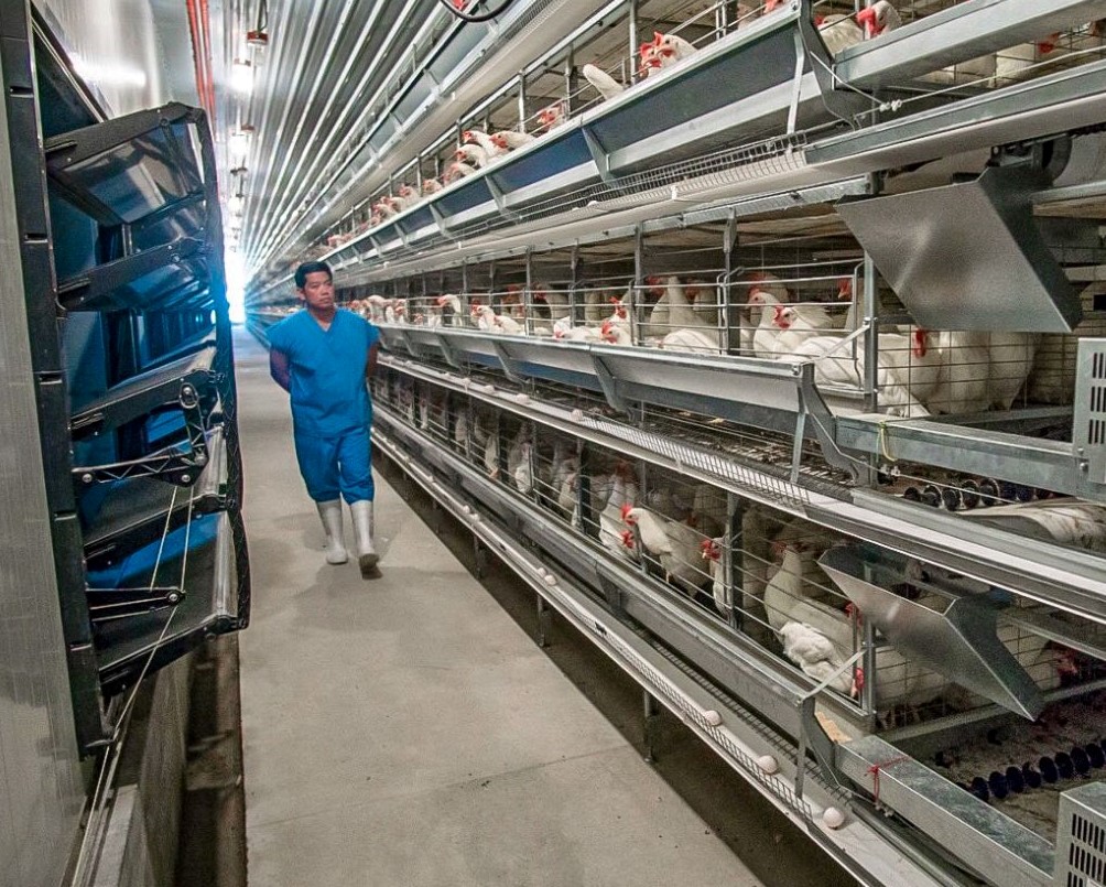 Dr. Serge Tan inspecting a Pilmico layer farm