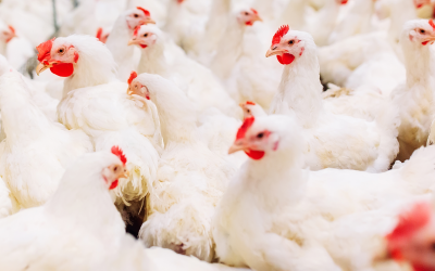Building Your Poultry Empire: A Poultry Farming for Beginners Guide