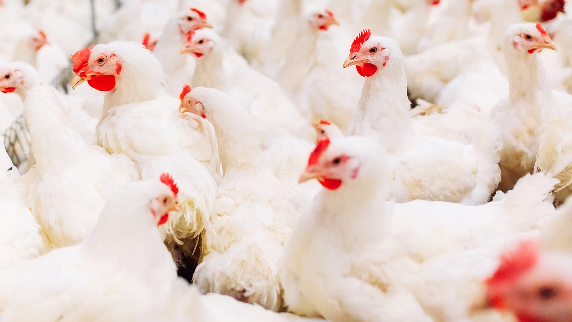 Flock of white chicken