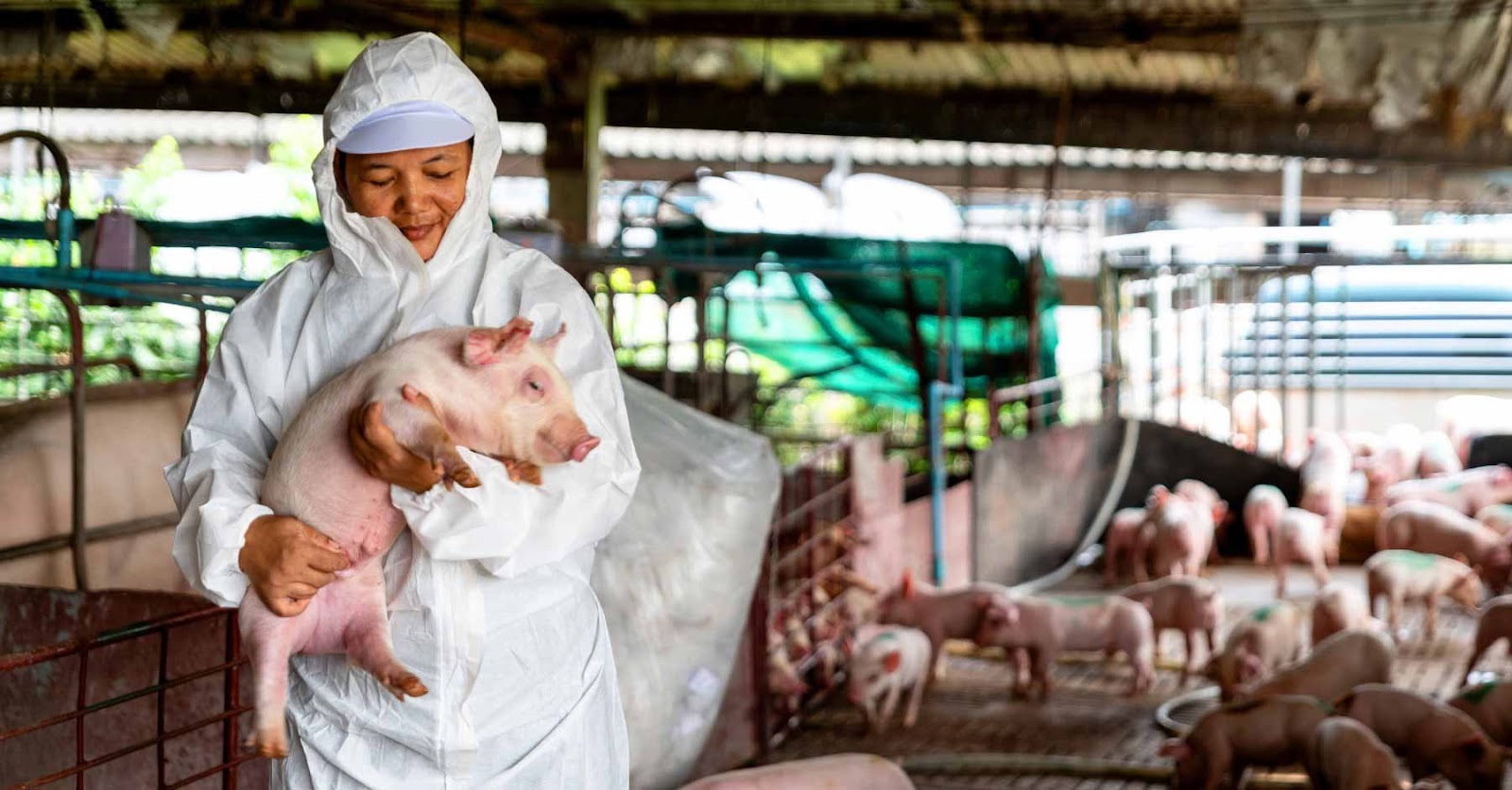 farm health worker with piglet