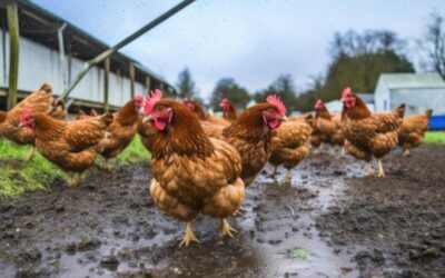 Guarding Your Flock: How to Protect Chickens During Typhoon