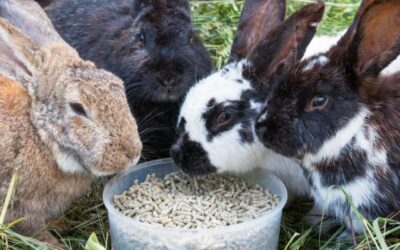 Feeding Your Rabbits: Insights Into Rabbit Feeds