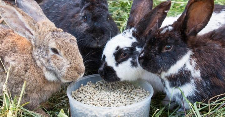 rabbits-feeding-on-pellets