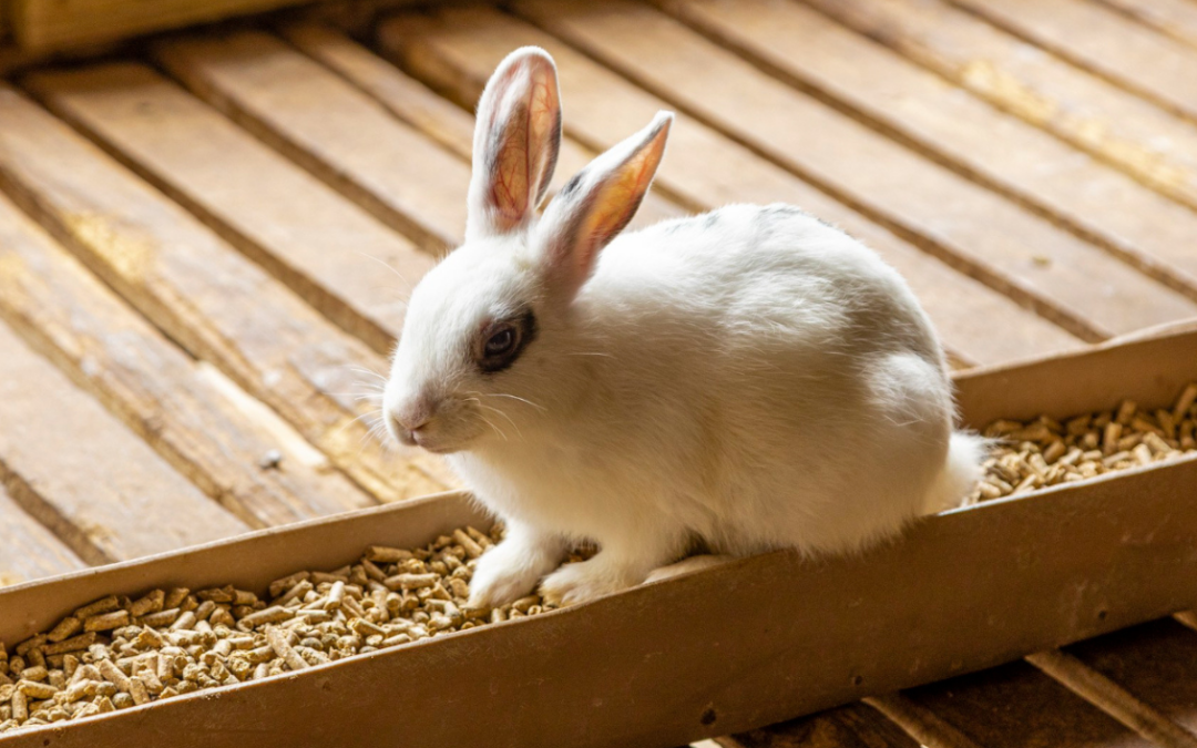 Hoppin’ into Success: A Guide to Launching Your Rabbit Farming Venture