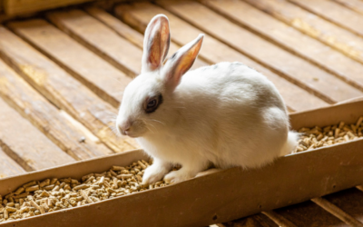 Unlocking the Health Benefits of Rabbit Meat: A Nutrient-Rich Alternative