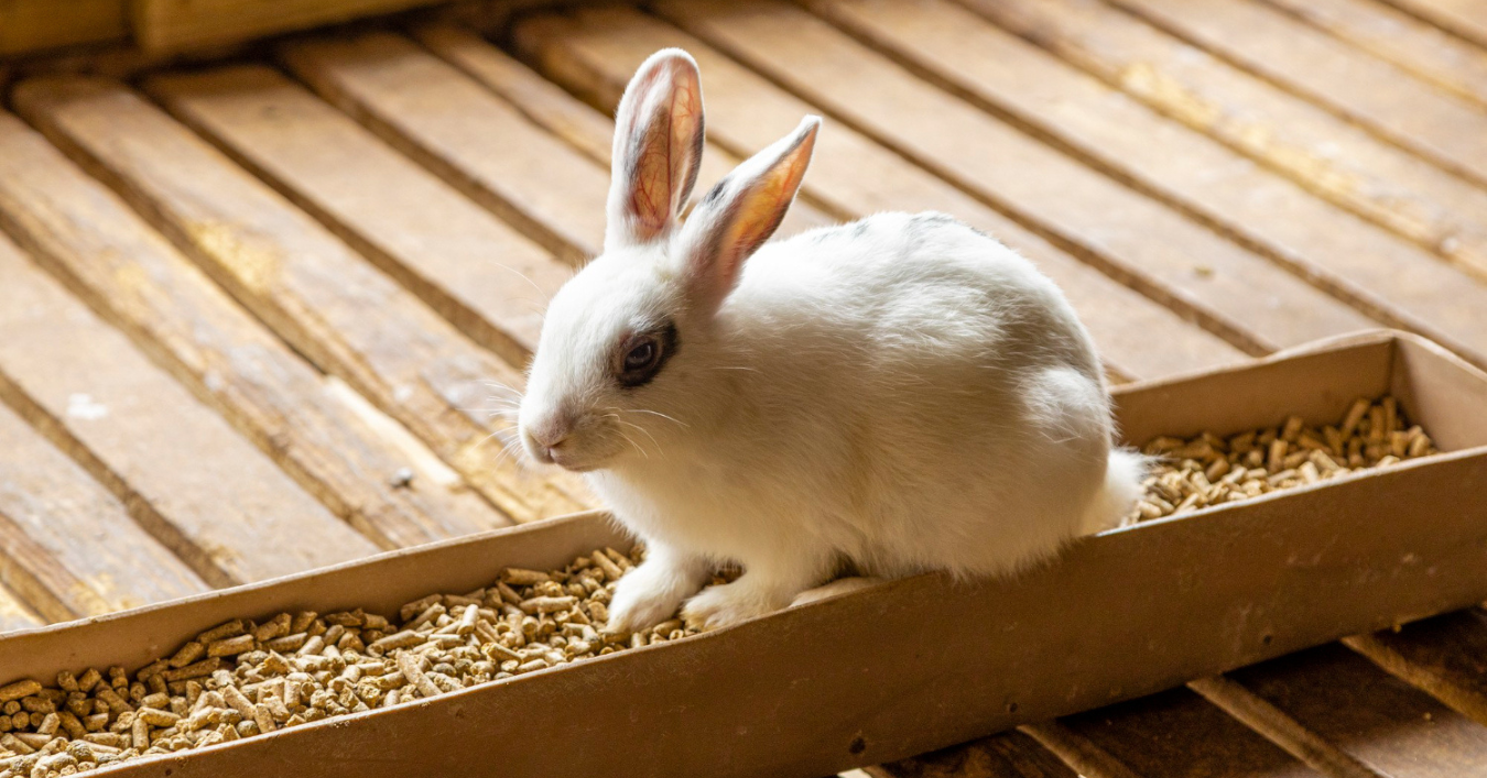 Cute white rabbit