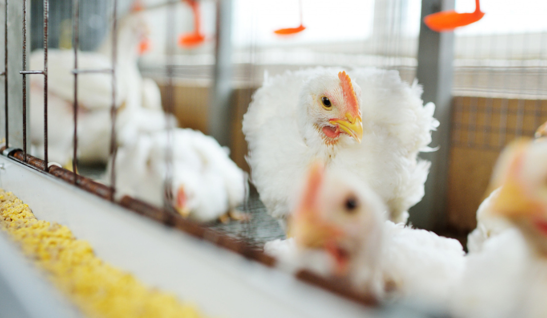 Biosecurity in Poultry: Rainy Season Preventive Measures