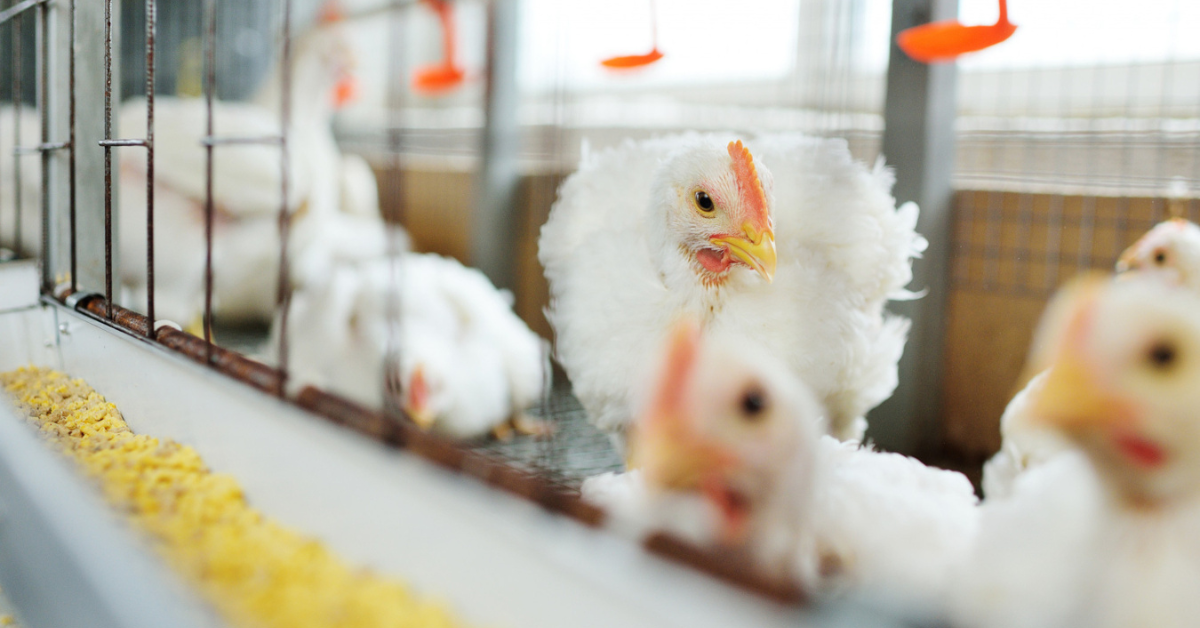 White chicken in poultry farm