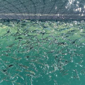 Aquaculture