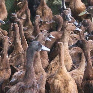 Duck