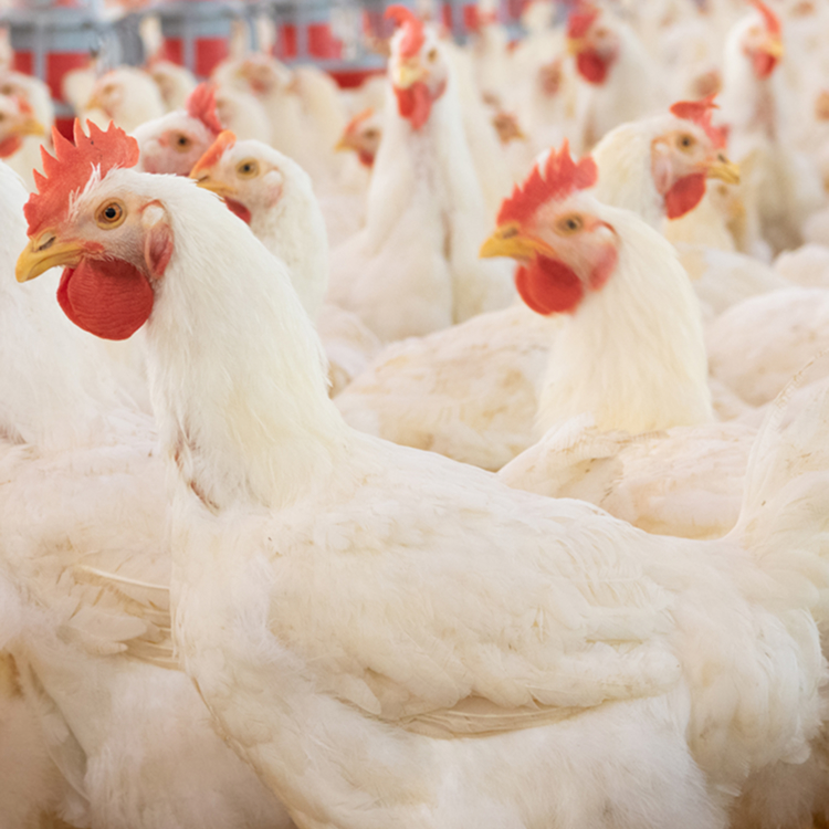 Poultry