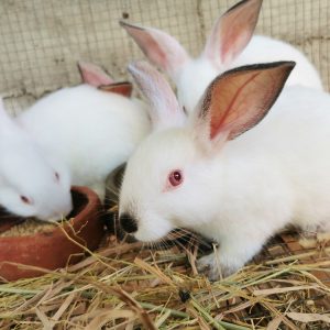 Rabbit