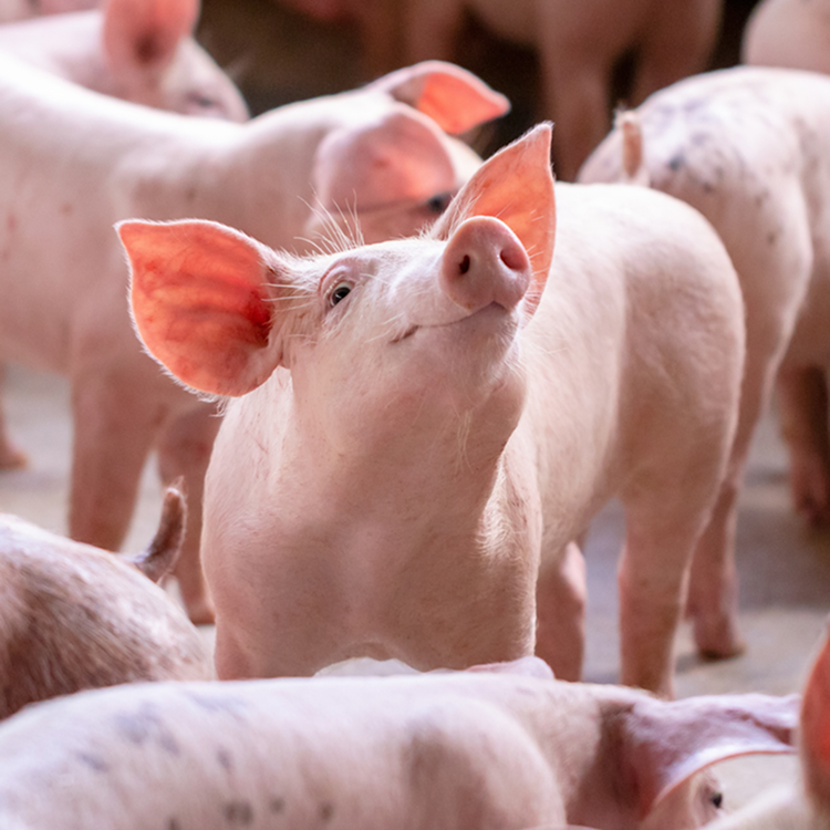 Swine
