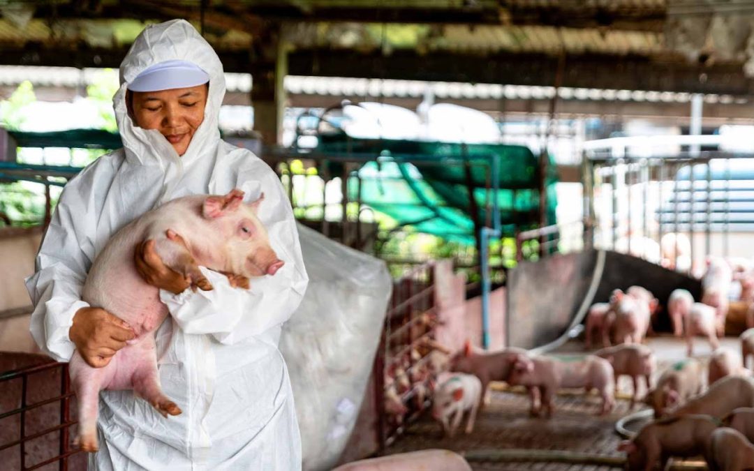 Fortifying Your Farm: The Indispensable Role of Biosecurity in Swine Health and Productivity