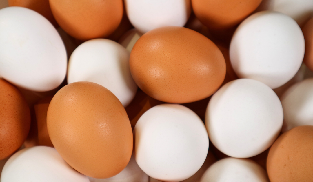The Egg-cellent Journey of an Egg: A Guide to Healthy Hens and Productive Flocks