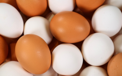 The Egg-cellent Journey of an Egg: A Guide to Healthy Hens and Productive Flocks