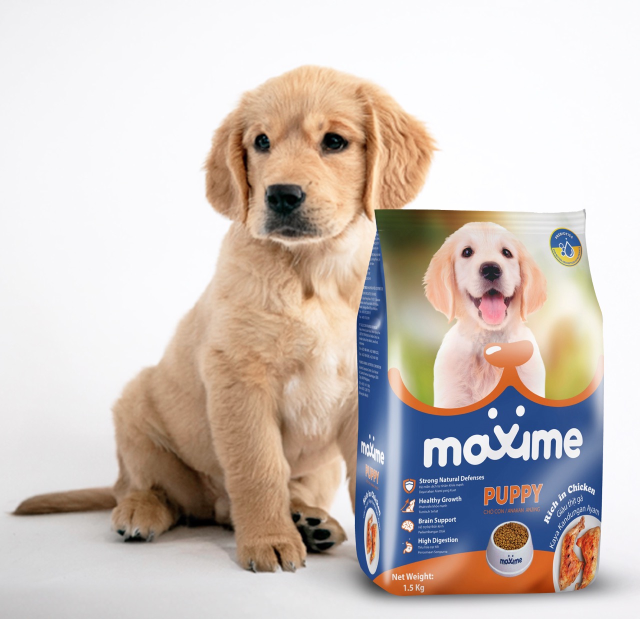 Maxime Puppy Large Maxime Puppy