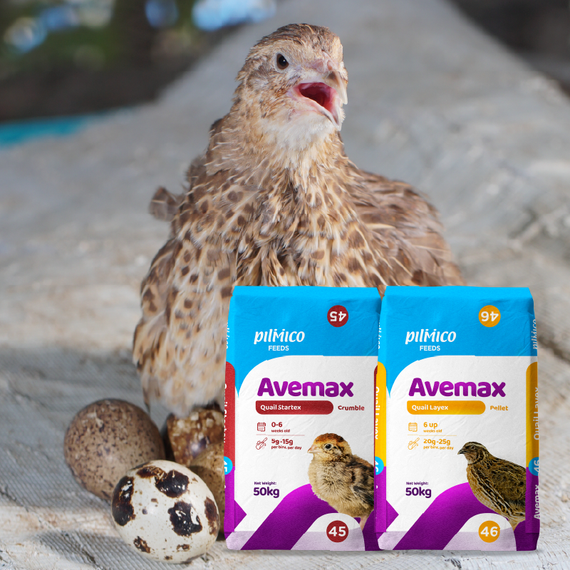 2026 packaging - website_Avemax Quail Avemax Quail Layer