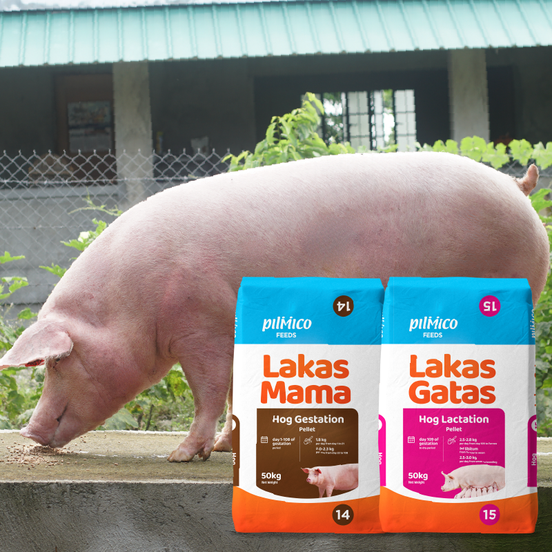 2026 packaging - website_Lakas Tandem Lakas Tandem